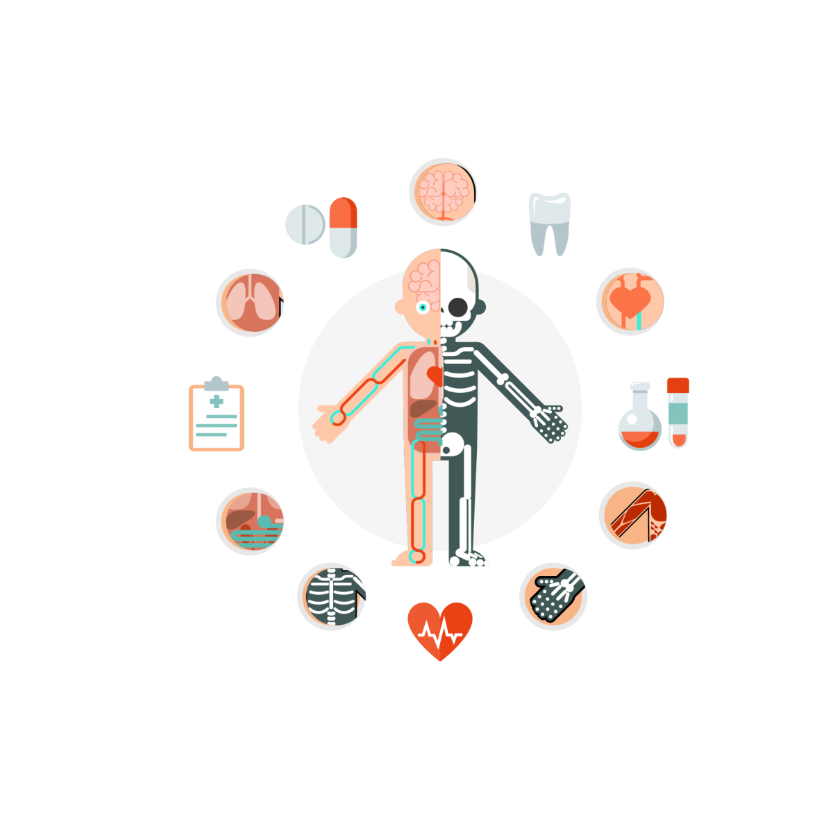 علم التشريح